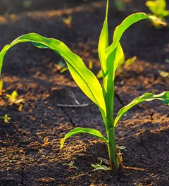 Weed control in corn crops, young maize plants rows in cultivated field.